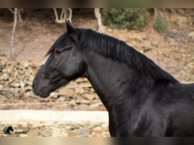 Menorquiner Hengst 3 Jahre 158 cm Rappe in Ciutadella De Menorca