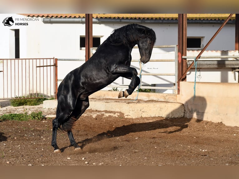 Menorquiner Hengst 3 Jahre 160 cm Rappe in Menorca