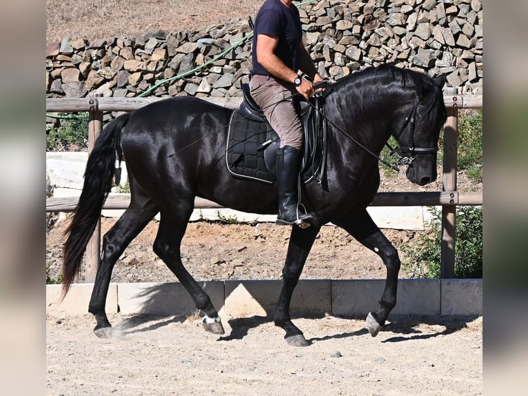 Menorquiner Hengst 3 Jahre 160 cm Rappe in Menorca