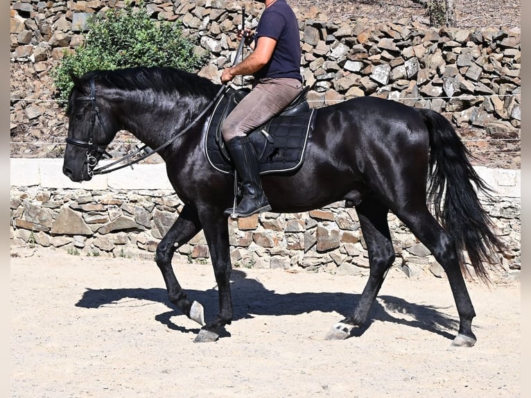 Menorquiner Hengst 3 Jahre 160 cm Rappe in Menorca