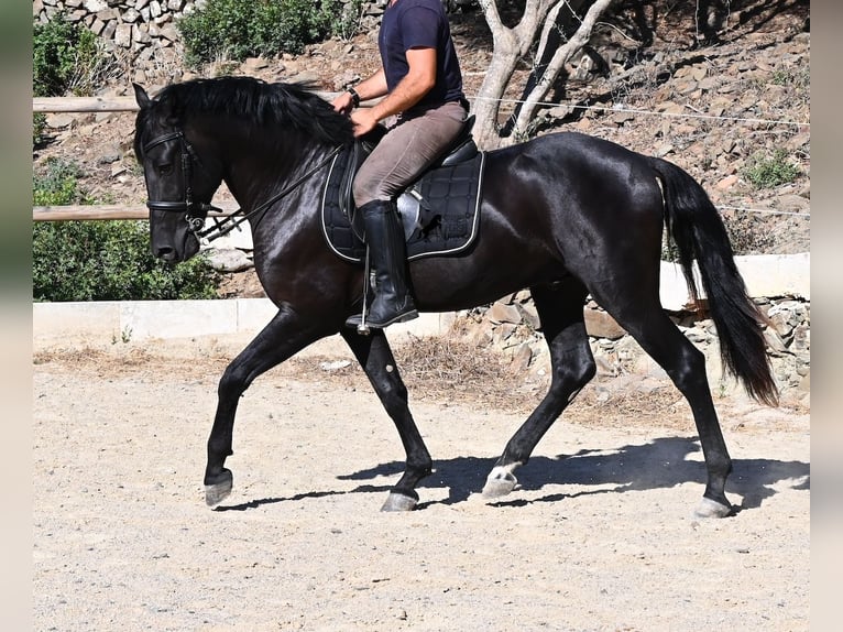 Menorquiner Hengst 3 Jahre 160 cm Rappe in Menorca