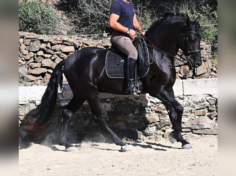 Menorquiner Hengst 3 Jahre 160 cm Rappe in Menorca