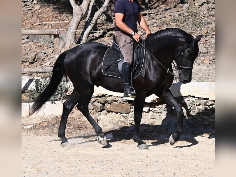 Menorquiner Hengst 3 Jahre 160 cm Rappe in Menorca