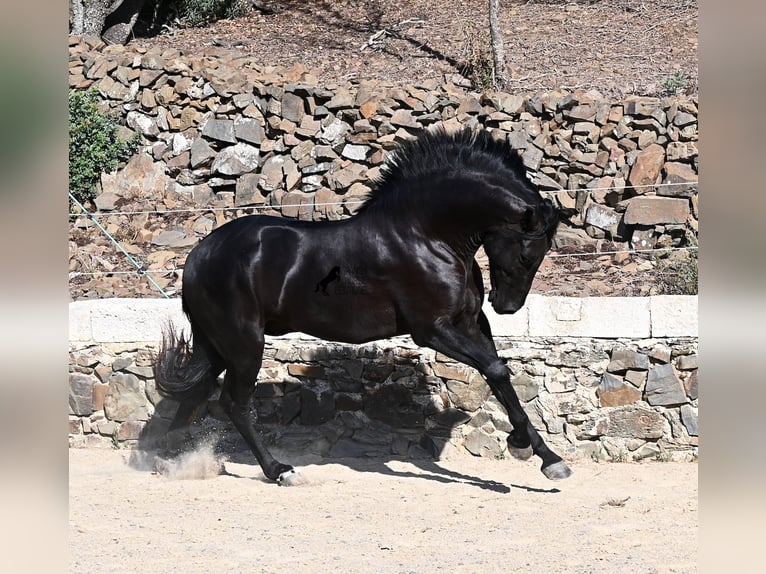 Menorquiner Hengst 3 Jahre 160 cm Rappe in Menorca
