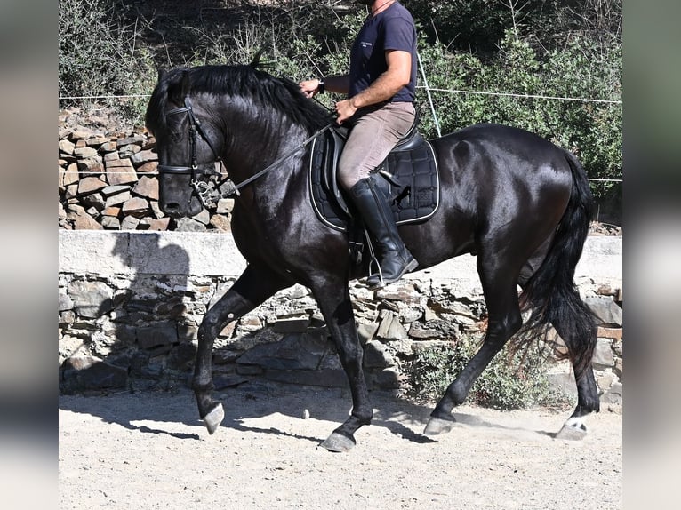 Menorquiner Hengst 3 Jahre 160 cm Rappe in Menorca