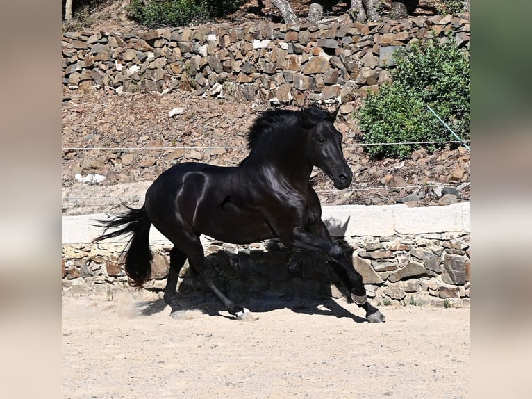 Menorquiner Hengst 3 Jahre 160 cm Rappe in Menorca