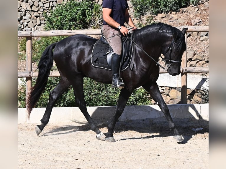 Menorquiner Hengst 3 Jahre 160 cm Rappe in Menorca