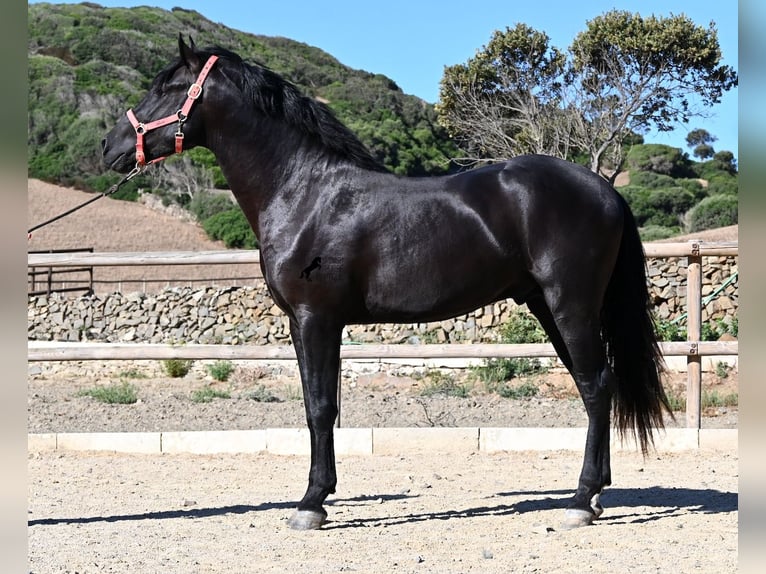 Menorquiner Hengst 3 Jahre 160 cm Rappe in Menorca