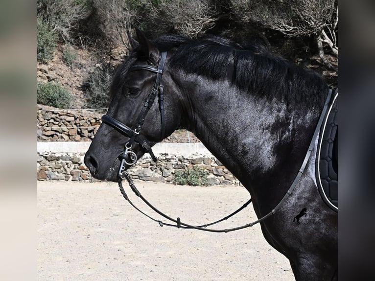 Menorquiner Hengst 3 Jahre 160 cm Rappe in Menorca