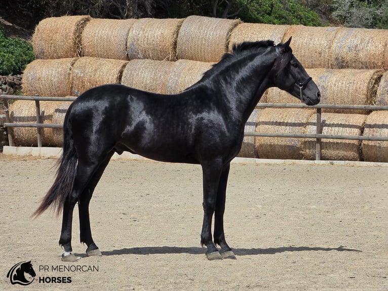 Menorquiner Hengst 3 Jahre 160 cm Rappe in Menorca