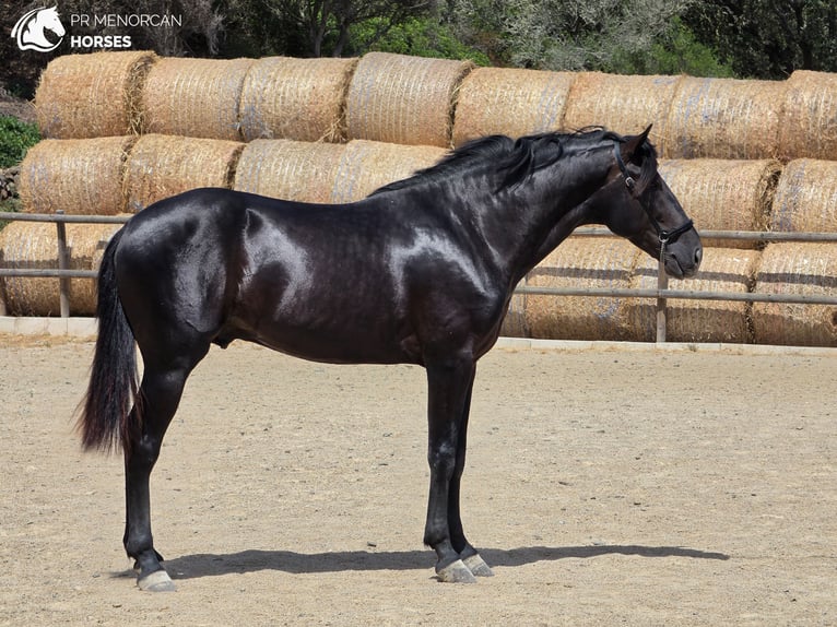 Menorquiner Hengst 3 Jahre 165 cm Rappe in Menorca