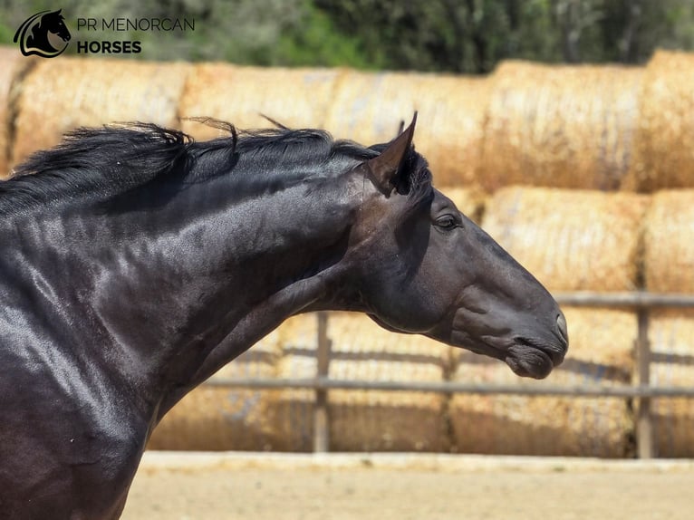 Menorquiner Hengst 3 Jahre 165 cm Rappe in Menorca