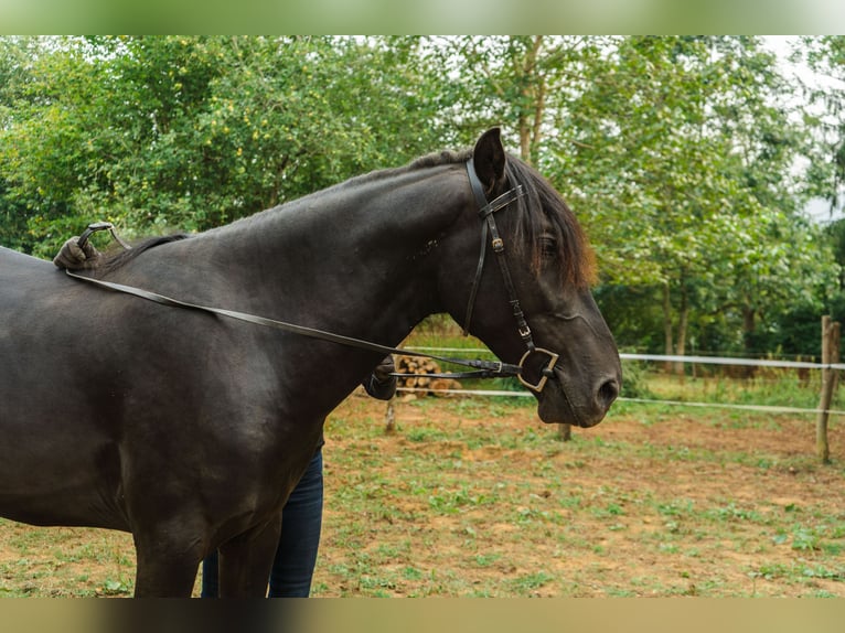 Menorquiner Hengst 3 Jahre 166 cm Rappe in Pilona
