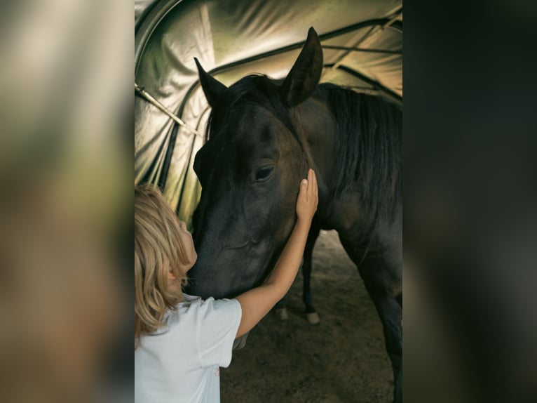 Menorquiner Hengst 3 Jahre 166 cm Rappe in Pilona