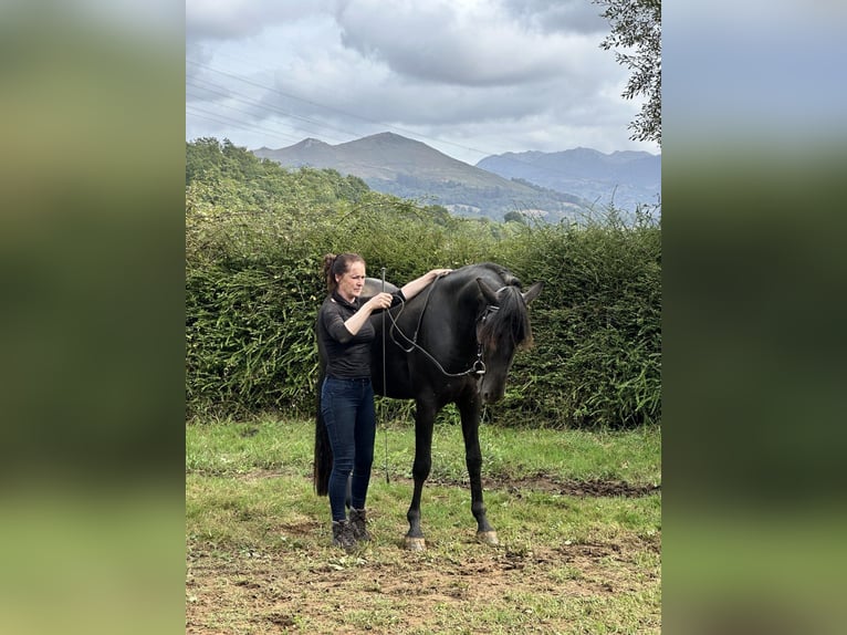 Menorquiner Hengst 3 Jahre 166 cm Rappe in Pilona