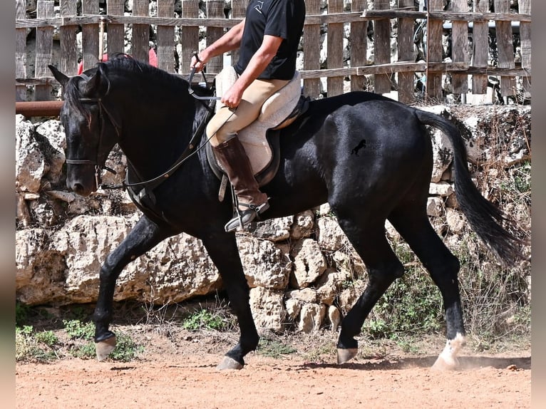 Menorquiner Hengst 3 Jahre 167 cm Rappe in Menorca