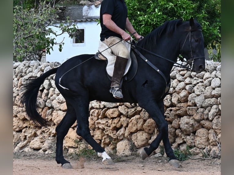 Menorquiner Hengst 3 Jahre 167 cm Rappe in Menorca