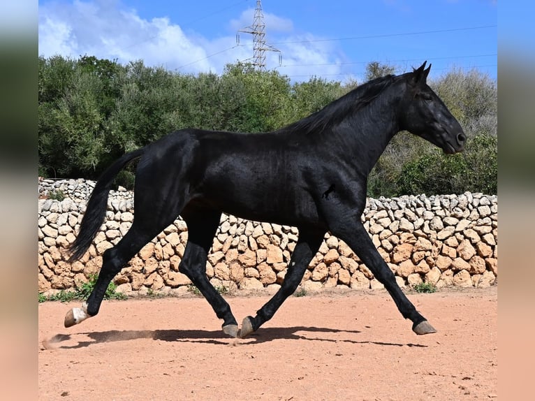 Menorquiner Hengst 3 Jahre 167 cm Rappe in Menorca