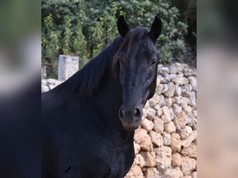 Menorquiner Hengst 3 Jahre 167 cm Rappe in Menorca