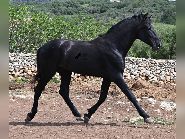 Menorquiner Hengst 3 Jahre 167 cm Rappe in Menorca