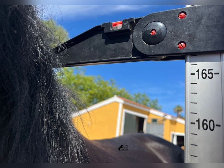 Menorquiner Hengst 3 Jahre 167 cm Rappe in Menorca