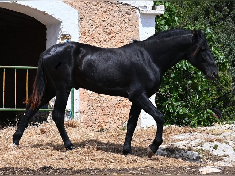 Menorquiner Hengst 3 Jahre 167 cm Rappe in Menorca