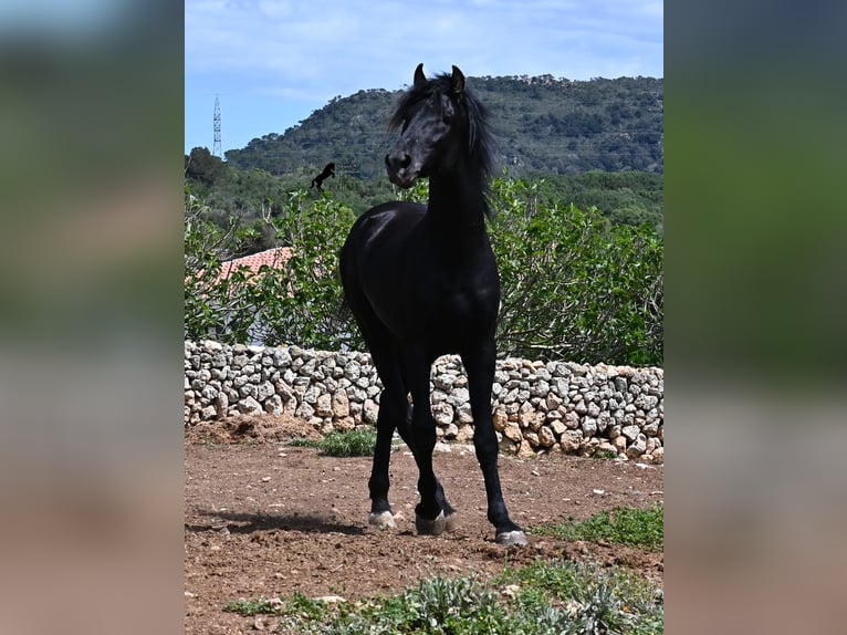 Menorquiner Hengst 3 Jahre 167 cm Rappe in Menorca
