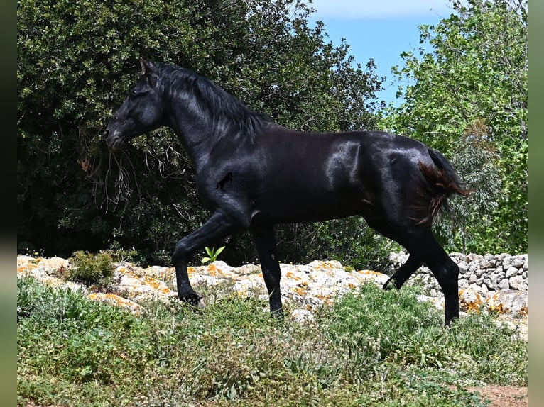 Menorquiner Hengst 3 Jahre 167 cm Rappe in Menorca