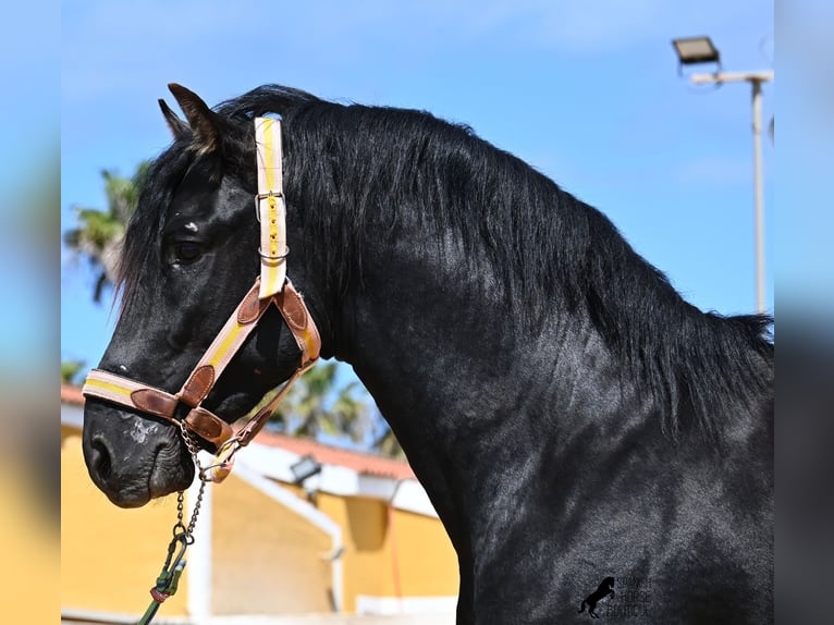 Menorquiner Hengst 3 Jahre 167 cm Rappe in Menorca