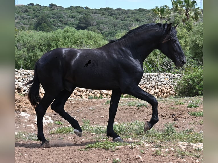 Menorquiner Hengst 3 Jahre 167 cm Rappe in Menorca