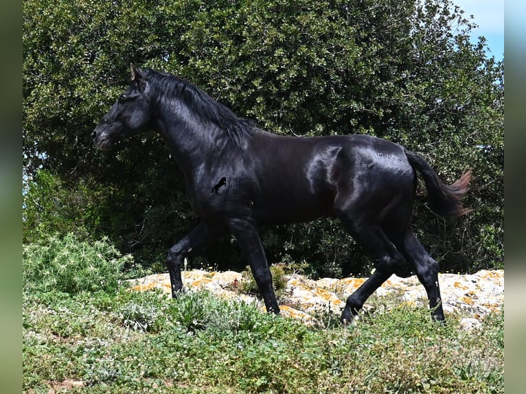 Menorquiner Hengst 3 Jahre 167 cm Rappe in Menorca