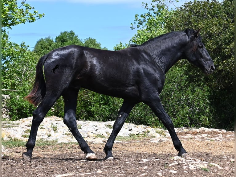 Menorquiner Hengst 3 Jahre 167 cm Rappe in Menorca
