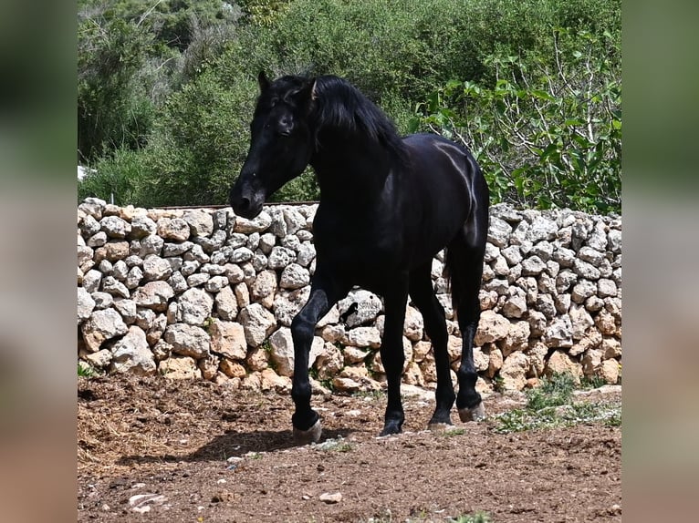 Menorquiner Hengst 3 Jahre 167 cm Rappe in Menorca
