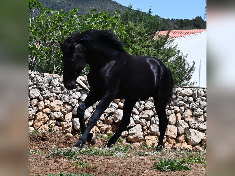 Menorquiner Hengst 3 Jahre 167 cm Rappe in Menorca