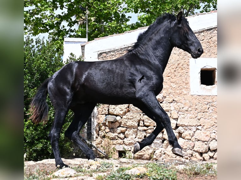 Menorquiner Hengst 3 Jahre 167 cm Rappe in Menorca