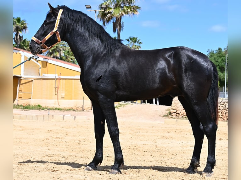 Menorquiner Hengst 3 Jahre 167 cm Rappe in Menorca