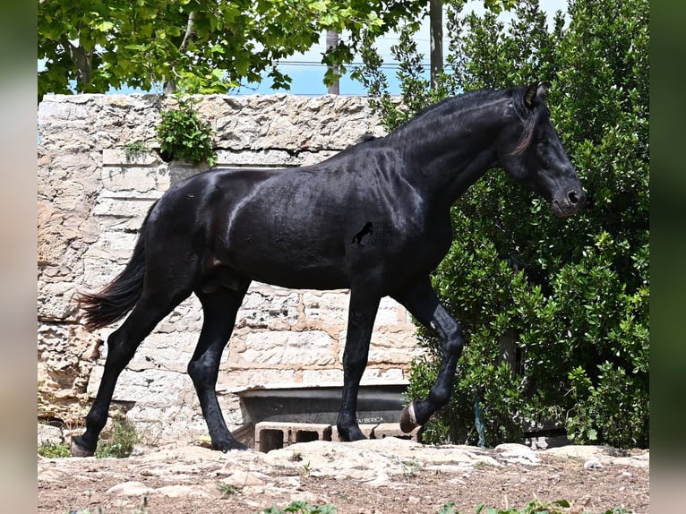 Menorquiner Hengst 3 Jahre 167 cm Rappe in Menorca