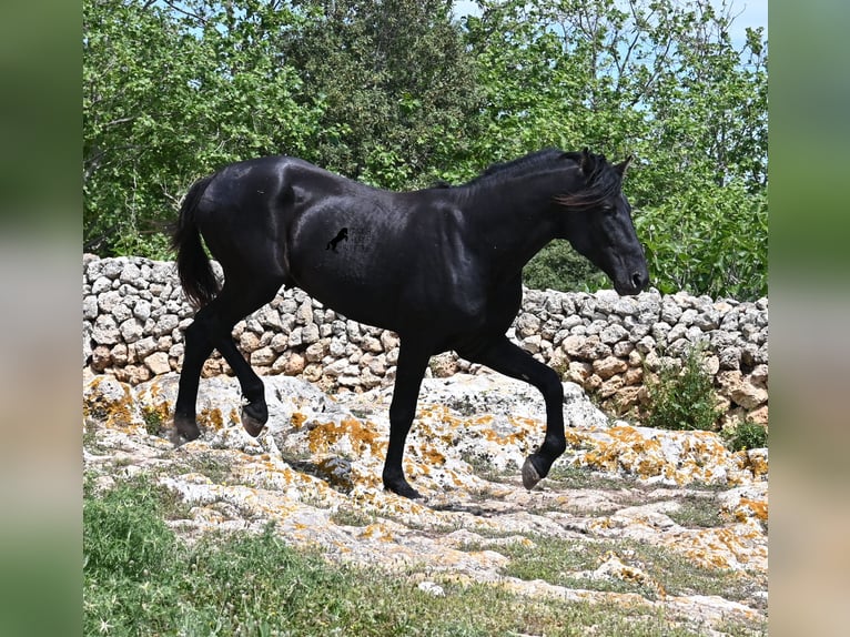Menorquiner Hengst 3 Jahre 167 cm Rappe in Menorca