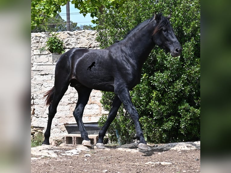 Menorquiner Hengst 3 Jahre 167 cm Rappe in Menorca