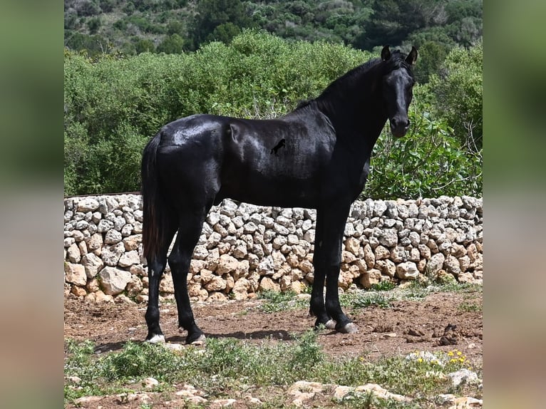 Menorquiner Hengst 3 Jahre 167 cm Rappe in Menorca