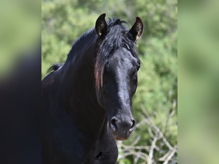 Menorquiner Hengst 3 Jahre 167 cm Rappe in Menorca