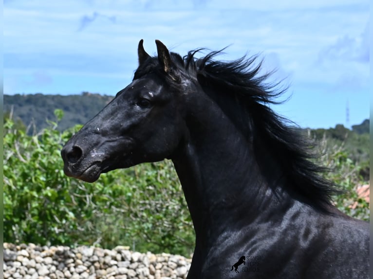 Menorquiner Hengst 3 Jahre 167 cm Rappe in Menorca
