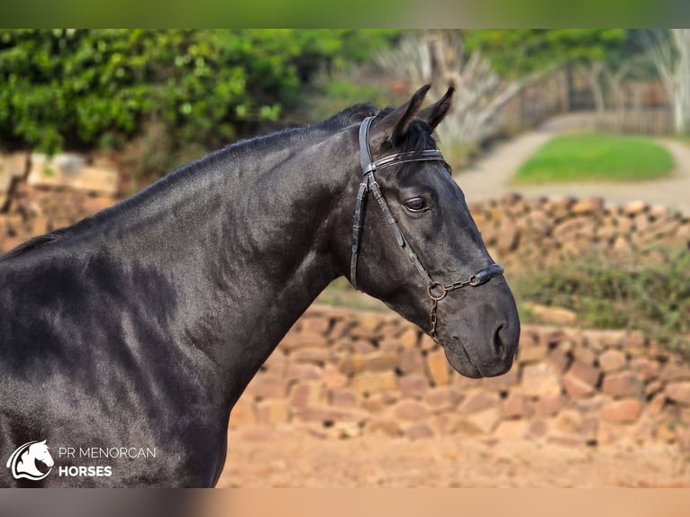 Menorquiner Hengst 4 Jahre 161 cm Rappe in Ciutadella De Menorca