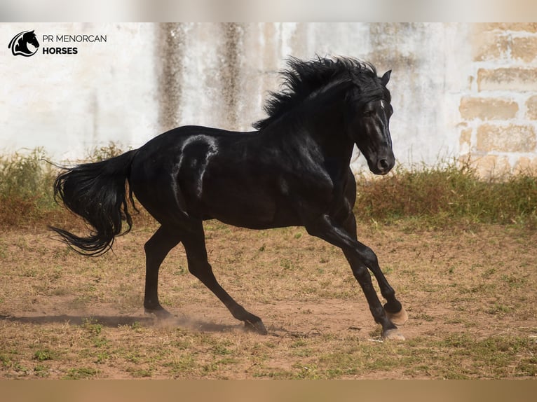 Menorquiner Hengst 4 Jahre 162 cm Rappe in Menorca