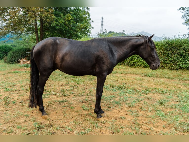 Menorquiner Hengst 4 Jahre 162 cm Rappe in Piloña