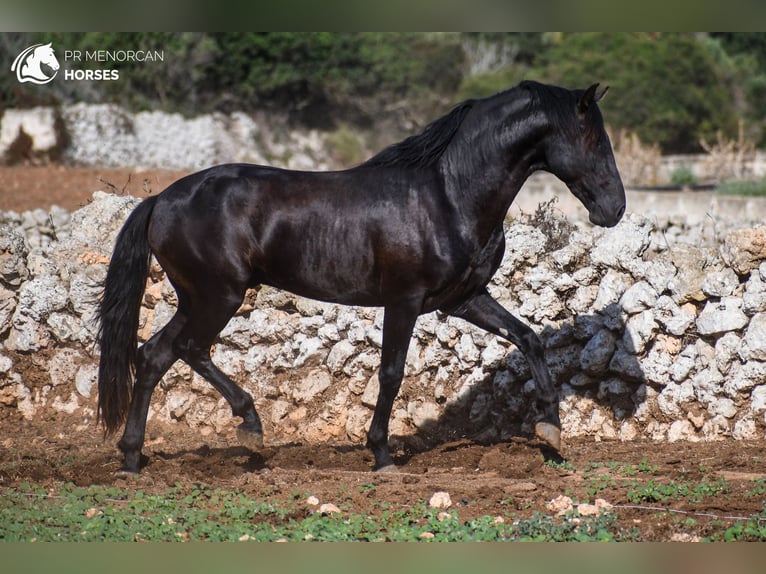 Menorquiner Hengst 5 Jahre 155 cm Rappe in Menorca