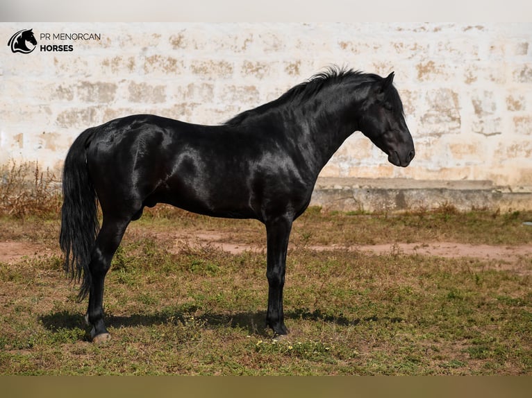 Menorquiner Hengst 5 Jahre 162 cm Rappe in Menorca