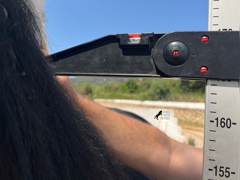 Menorquiner Hengst 5 Jahre 165 cm Rappe in Menorca