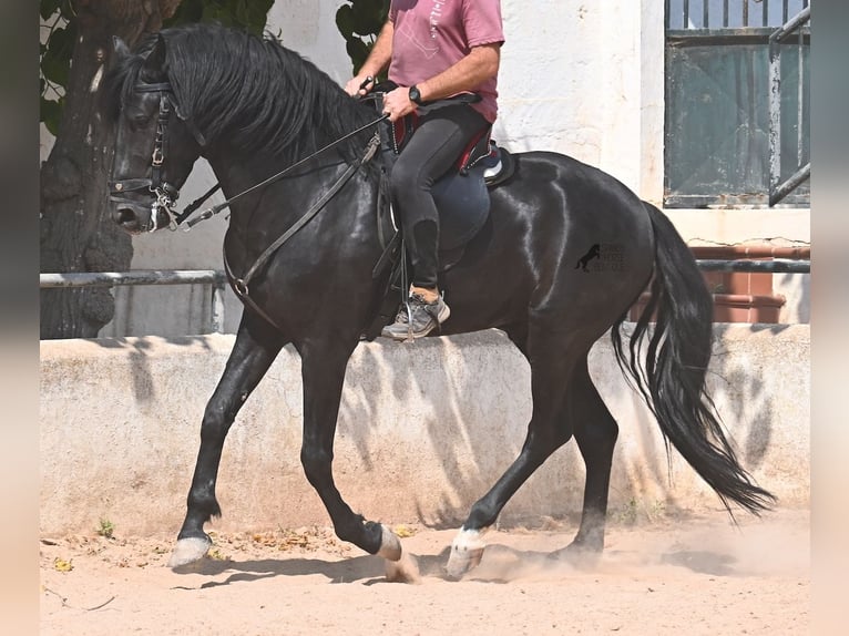 Menorquiner Hengst 5 Jahre 165 cm Rappe in Menorca