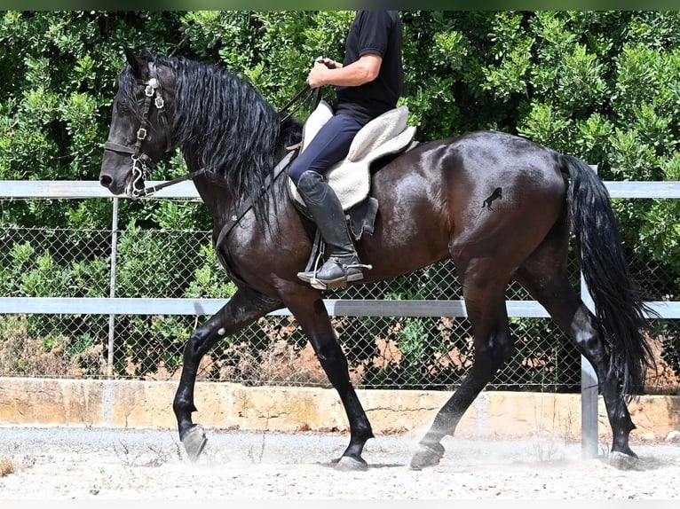 Menorquiner Hengst 5 Jahre 169 cm Rappe in Mallorca